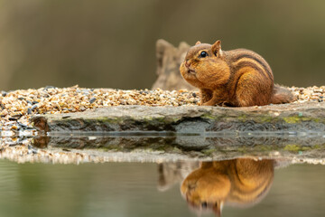 Chipmunk with full cheeks