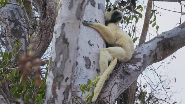 Verreauxs Sifaka - Propithecus verreauxi or White sifaka, primate in the Indriidae, lives from rainforest to dry deciduous forests of western Madagascar, white with brown on sides, top of head, arms.