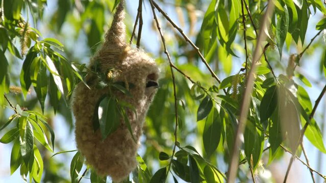 Eurasian penduline tit or European penduline tit (Remiz pendulinus) building nest