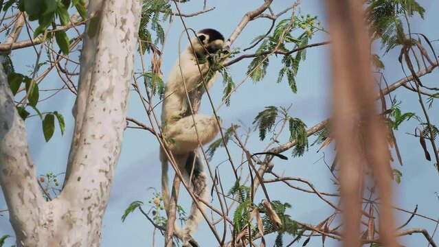 Verreauxs Sifaka - Propithecus verreauxi or White sifaka, primate in the Indriidae, lives from rainforest to dry deciduous forests of western Madagascar, white with brown on sides, top of head, arms.