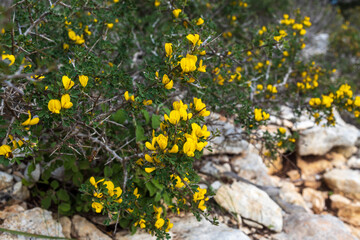 Calicotome villosa, also known as hairy thorny broom and spiny broom, is a small shrubby tree native to the eastern Mediterranean region