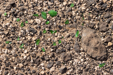 Soil with pieces of broken glass