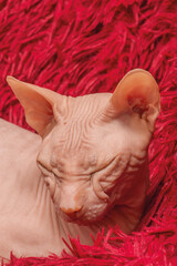 Adult sphynx cat portrait close-up. Purebred cat on a red blanket.