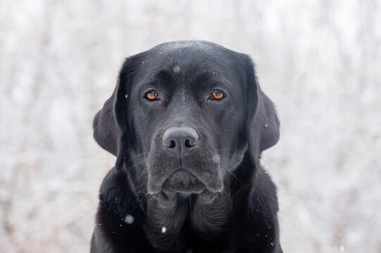 Young dog in winter. Portrait of a Labrador retriever in snowy weather.