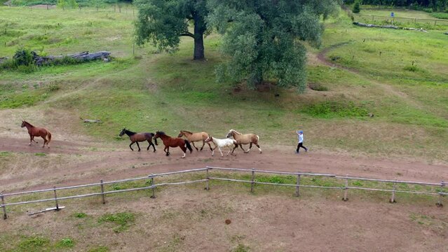 A woman drives a herd of horses. Drone photography of the countryside. A long shot of life in the village, a horse driver drives a herd of beige horses