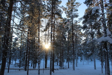 Sunset in the coniferous forests of Äkäslompolo, a village in the municipality of Kolari in Finland's Lapland region.
