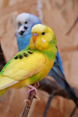 Beautiful yellow parrot sits on branch in aviary, undulated grass parakeet
