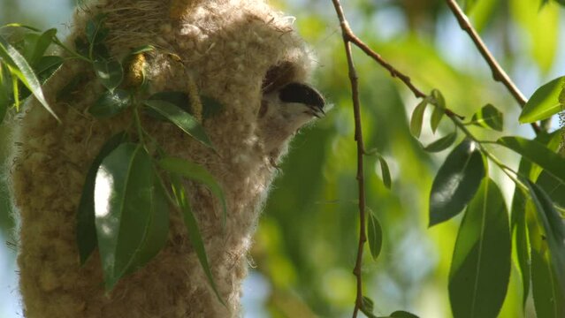 Eurasian penduline tit or European penduline tit (Remiz pendulinus) building nest