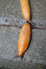 Two yellow slugs crawls on wet asphalt