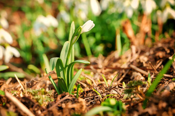 Galanthus nivalis, Small snowdrops (Galanthus nivalis), also called common snowdrops white winter flower, spring flowers closeup with natural background