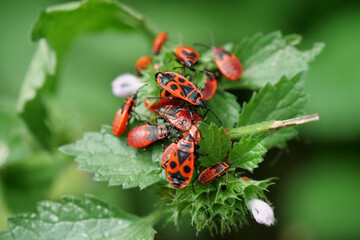 Firebugs sitting on green bush, pyrrhocoris apterus