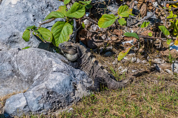 A view of an iguana amongst ruins at the Mayan settlement of Tulum, Mexico on a sunny day
