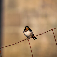 swallow sitting on a rusty ironf ence behind dam