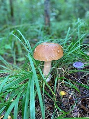 orange cap mushroom 