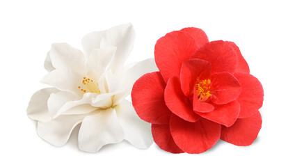 Obraz na płótnie Canvas White and red Camellia Flowers
