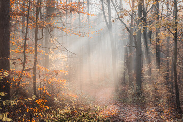 Golden, autumn magic fairy tale forest in sunlight.