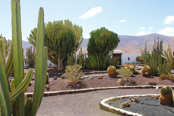 Jardin de cactus Fuerteventura vista 2 - obrazy, fototapety, plakaty