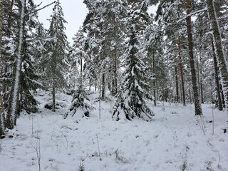 snow covered trees
