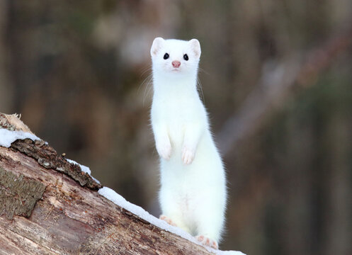 Short- tailed Weasel on a Log