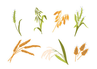 Set of Cereal Crops, Various Types Of Plants, Wheat, Barley, Oats, Rye And Rice Stalks with Grains. Design Elements