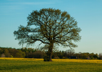 Fototapeta premium Baum