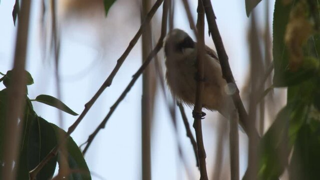 Eurasian penduline tit or European penduline tit (Remiz pendulinus) building nest