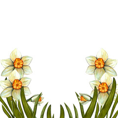 Watercolor border easter with daffodil. Spring hand drawn illustration isolated on white background