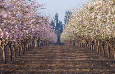 Beautiful almond garden, rows of blooming almond trees orchard in a kibbutz in Northern Israel, Galilee in february, Tu Bishvat Jewish holiday