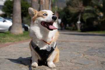 A peaceful corgi sitting patiently, ready for a relaxing walk. Perfect for pet-related designs