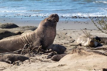 The Elephant Seals return to Año Nuevo State Beach.