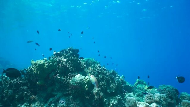 Underwater seascape, coral reef with tropical fish in the Pacific ocean, natural scene, Huahine, French Polynesia, 59.94fps