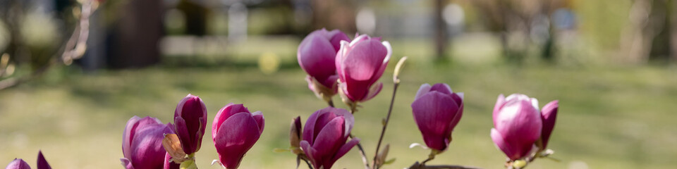 A 4x1 banner for a website and social networks. A large flowering magnolia tree on the background...