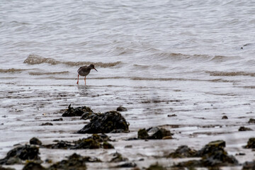 Sandpiper looking for food