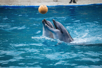 Two dolphins playing with ball in blue water