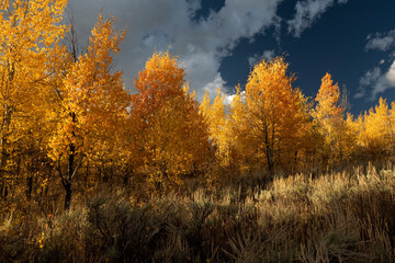 Aspens in the fall;  Grand Teton National Park; Wyoming 