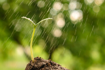 Watering seedling growing sprout. Young plant earth environment day earth garden background growth...