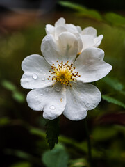 Dog-rose flower with water rain drops in a garden