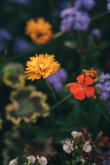 Obraz na płótnie Canvas orange and flowers