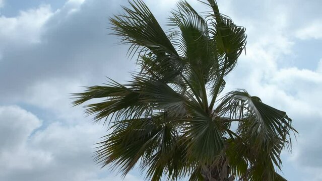 The crown of the palm tree sways in the wind.
