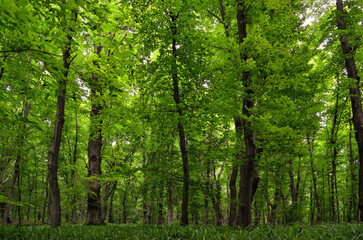 Fototapeta na wymiar Panorama of young green forest. Slender trees, lush woodland vegetation