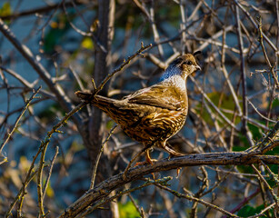 California Quail on Branch during Winter