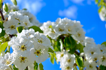 White flowers on the branches of trees in the spring
