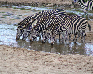 Fototapeta na wymiar zebras drinking in river 