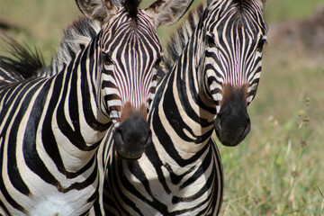 Fototapeta na wymiar zebra pair