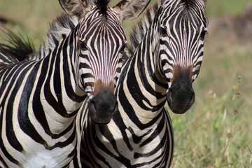 Fotobehang zebra pair © Reagan