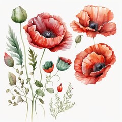 About Watercolor  Poppy Top 100 Flower Floral Clipart, Isolated on White Background.
