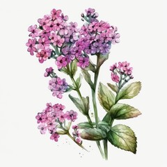 About Watercolor Verbena Top 100 Flower Floral Clipart, Isolated on White Background.