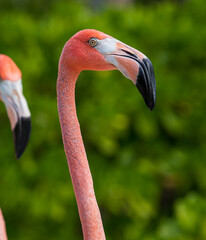 Flamingo Portrait
