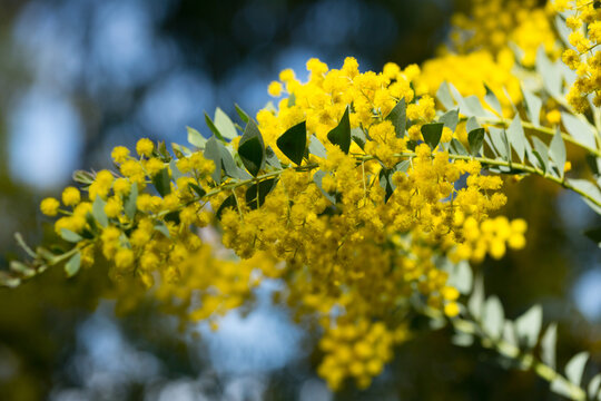 Yellow flowers of the australian acacia cultriformis. High quality photo