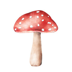 Watercolor illustration of fly agaric mushroom with red cap.